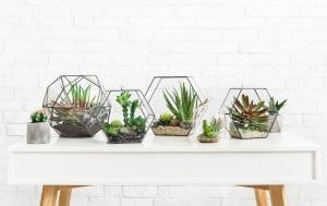 Indoor plants in terrarium for Mental Health Awareness